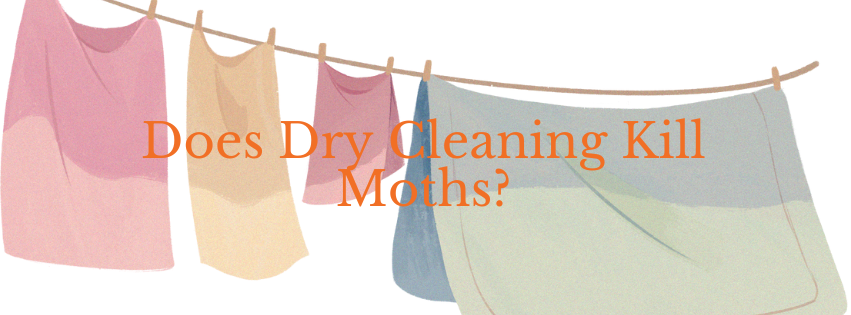 Does Dry Cleaning Kill Moths?